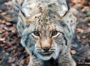 Рыси снова возвращаются в горы