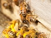 Африканские пчелы научились плодиться без самцов