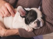 Ученые объяснили, что шумное дыхание бульдогов является мутацией