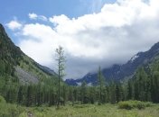 Сибирская тайга смещается в Арктику: в чем причина?