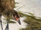 Ей 66,7 млн лет: найдены останки самой "взрослой" курицы