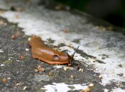 Сильное средство от слизней