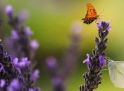 Какие завтра праздники: традиции и приметы на 7 июля