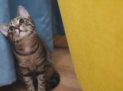 Психологи узнали, как подружиться с любимым котом: важный совет