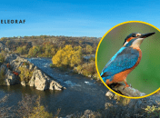 Южный Буг. Зимородок голубой