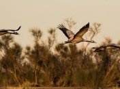 Иосиф Песнопевец: приметы и обряды на 17 апреля