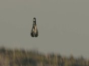 Roadrunner легко можно интегрировать в общую систему ПВО