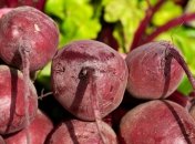 Урожай свеклы