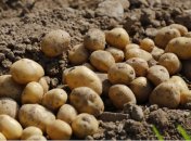 Дієві добрива для картоплі влітку