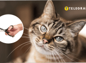 Чому котам не можна відрізати вуса