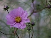 Приметы и обряды на 21 июня - День Феодора