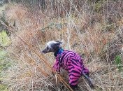 R.I.P.: умерла самая уродливая собака Великобритании