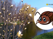 С наступлением тепла активизировались насекомые