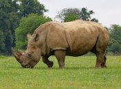 В Малайзии умер последний в стране суматранский носорог