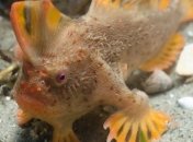 На Тасмании нашли новую популяцию самой редкой в мире рыбы (Видео)