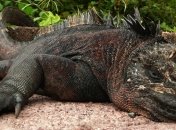 Ученые обнаружили самое крупное вымершее существо на Земле