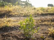 За добу бур’яни почнуть гинути