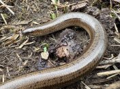 Веретельница на земле