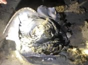 На предприятие в Шостке, вероятно, прилетела ракета россиян