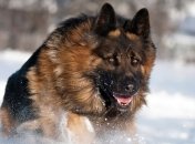 Мужчина топором забил до смерти чужую овчарку: подробности зверского убийства в Мелитополе 