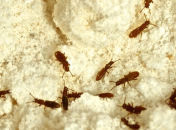 Ви здивуєтесь, як це просто