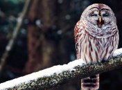 Размер мозга птиц связали с суровым климатом