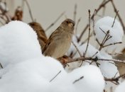Прогноз погоды на 7 марта: Украину накроют дожди