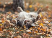 Бабье лето не только осенью: климат продолжит удивлять украинцев