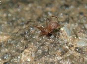 Паук Troglohyphantes exspectatus