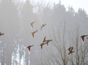 Погода в Украине на 21 февраля: в некоторых областях - мокрый снег с дождем