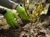 От каких посадок лучше отказаться осенью