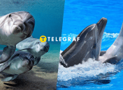 Дельфіни афаліна