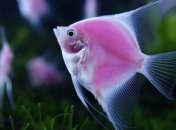 Ученые сделали неожиданное заявление об аквариумных рыбках