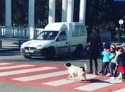 Бездомний собака у Грузії допомагає дітям переходити дорогу (Відео)