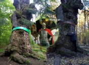 Юзефинский дуб расположен в Ровенской области