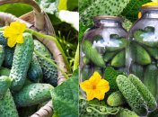 Огурцы с кетчупом, в томатном соке и маринованные: проверенные рецепты заготовок на зиму