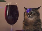 Які знаки Зодіаку більше п’ють