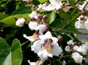  В Украину придет незначительное похолодание