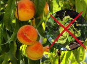 Секрет, как правильно обработать персик весной