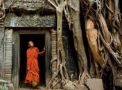 Лучшие фотографии из серии "Деревья-завоеватели пространства" (Фото)