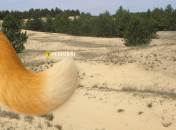 Лиса этого вида водится в полупустынях