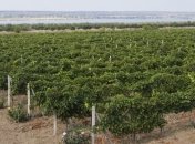 Виноделы Украины против евроинтеграции страны