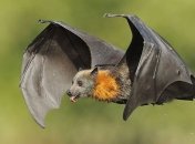 В Австралии объявили чрезвычайное положение из-за летучих лисиц