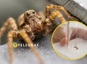 Павуки у домі