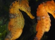 У морских коньков нашли ген мужской беременности