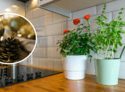 Лайфхак с шишкой поможет в уходе за цветами