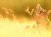 Прогноз погоды в Украине 21 августа: ожидается жаркий и солнечный день