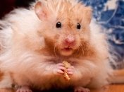 Маленькая девочка похитила хомяков из зоомагазина 