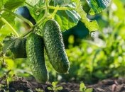 Некоторые культуры после огурцов не выживут, а другие наоборот — дадут шикарный урожай