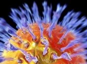 Ученые вылечат рак с помощью простуды 